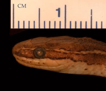 Media type: image;   Herpetology R-24983